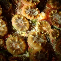 Hidden Cup Coral, photo 10