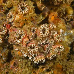 Hidden Cup Coral, photo 11