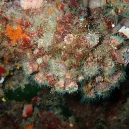 Hidden Cup Coral, photo 12