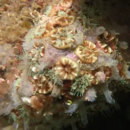 Atlantic Mushroom Coral