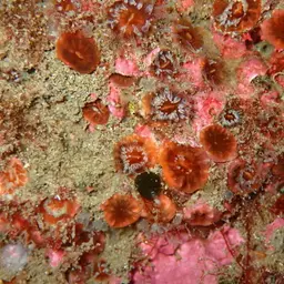 Atlantic Mushroom Coral, photo 2