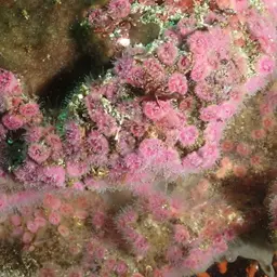Atlantic Mushroom Coral, photo 3