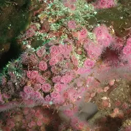 Atlantic Mushroom Coral, photo 4