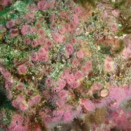Atlantic Mushroom Coral, photo 5
