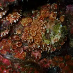 Atlantic Mushroom Coral, photo 6