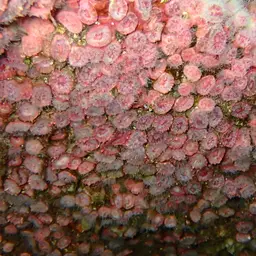 Atlantic Mushroom Coral, photo 7
