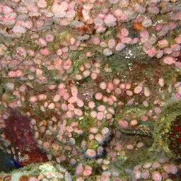 Atlantic Mushroom Coral, photo 8