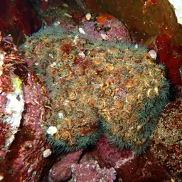 Atlantic Mushroom Coral, photo 9