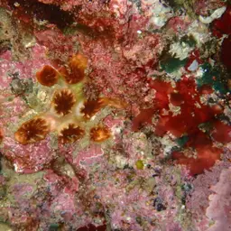 Atlantic Mushroom Coral, photo 10