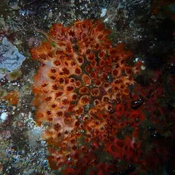 Atlantic Mushroom Coral, photo 11
