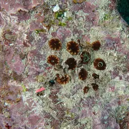 Atlantic Mushroom Coral, photo 12