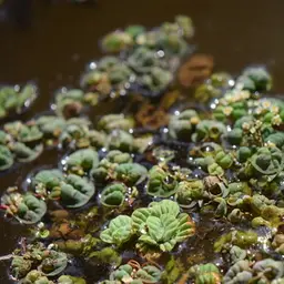 Red Root Floaters, photo 2