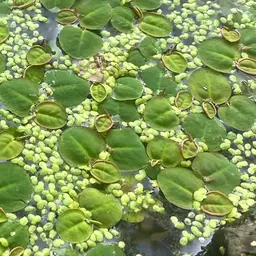 Red Root Floaters, photo 3