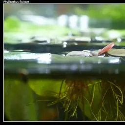 Red Root Floaters, photo 4