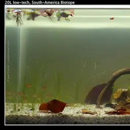 Red Root Floaters, photo 5