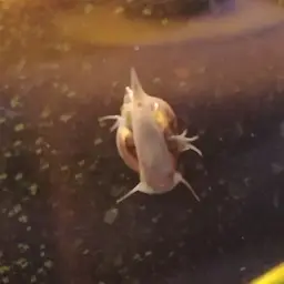 Bladder Snail, photo 2