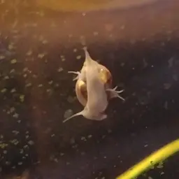Bladder Snail, photo 3