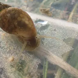 Bladder Snail, photo 1