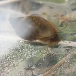 Bladder Snail, photo 4
