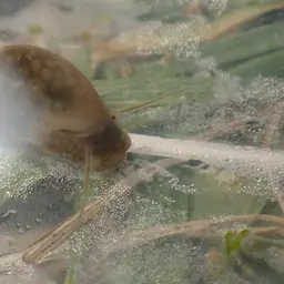 Bladder Snail, photo 5