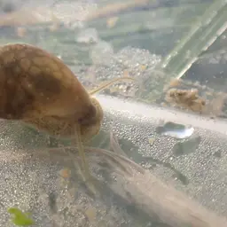 Bladder Snail, photo 6