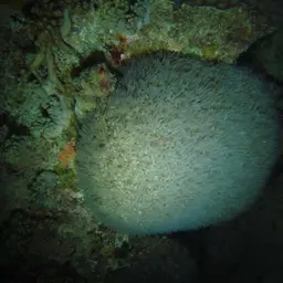 Tipped Bubblegum Coral, photo 2