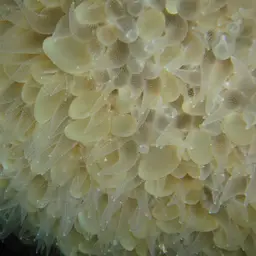 Tipped Bubblegum Coral, photo 3