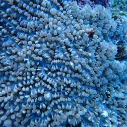 Tipped Bubblegum Coral, photo 4