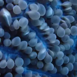 Tipped Bubblegum Coral, photo 5