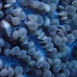 Tipped Bubblegum Coral, photo 6
