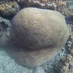 Tipped Bubblegum Coral, photo 7