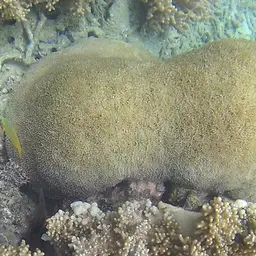 Tipped Bubblegum Coral, photo 8