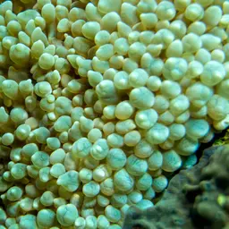 Tipped Bubblegum Coral, photo 1