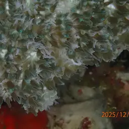 Tipped Bubblegum Coral, photo 9