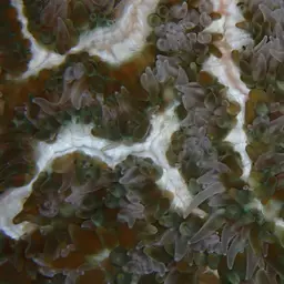 Tipped Bubblegum Coral, photo 10