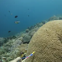 Tipped Bubblegum Coral, photo 11