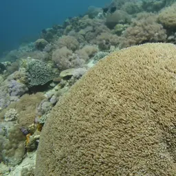 Tipped Bubblegum Coral, photo 12
