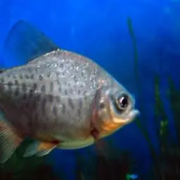 Red-bellied Pacu, photo 1