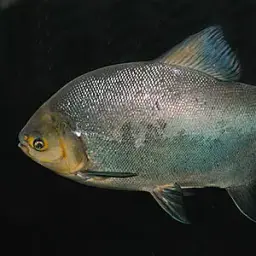 Red-bellied Pacu, photo 2