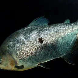 Red-bellied Pacu, photo 3
