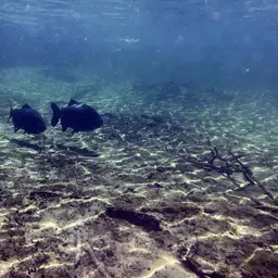 Red-bellied Pacu, photo 4