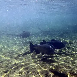 Red-bellied Pacu, photo 5