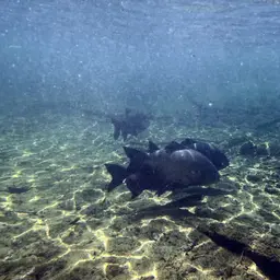 Red-bellied Pacu, photo 6