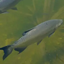 Red-bellied Pacu, photo 7