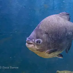 Red-bellied Pacu, photo 8
