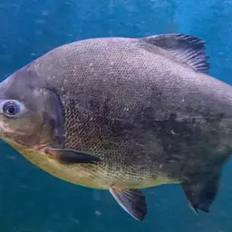 Red-bellied Pacu, photo 9