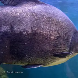 Red-bellied Pacu, photo 10