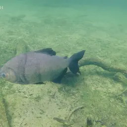 Red-bellied Pacu, photo 11