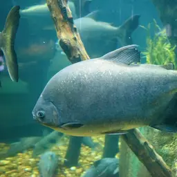 Pacu, photo 1