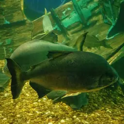 Pacu, photo 2